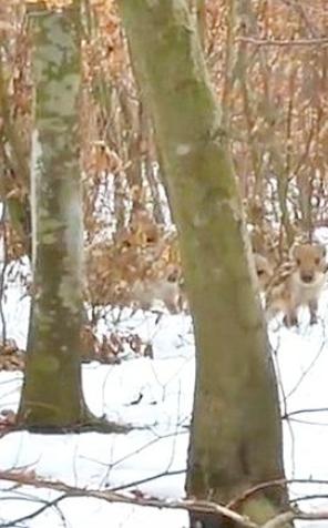 [VIDEO] Spacer z dzikami