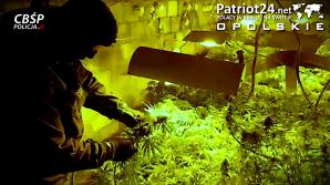 [VIDEO] Plantacja marihuany ukryta była pod ziemią