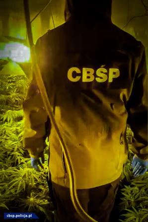 [VIDEO] Plantacja marihuany ukryta była pod ziemią