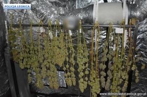 [VIDEO] Dolnośląscy policjanci uderzają w przestępczość narkotykową - zlikwidowana plantacja i 3 osoby zatrzymane