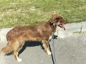 Przywiązał psa na MOP i zostawił. Policjanci poszukują właściciela psa