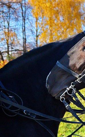 Policyjne konie na samorządowym wikcie