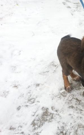 Ocalili przywiązanego do drzewa psa