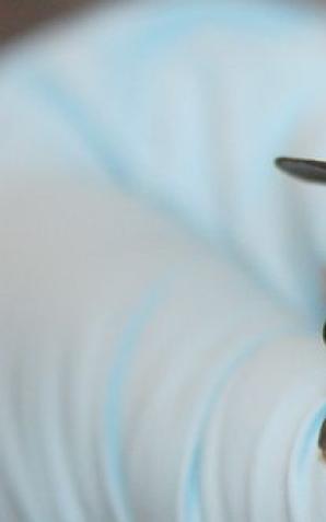 Policzyli maleńkie nietoperze