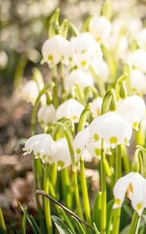 Śnieżyca rozkwitła na dobre