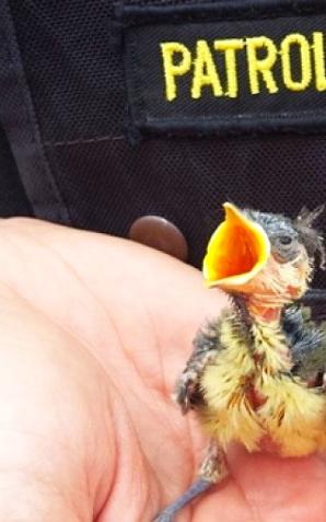 Warszawa: Wiosenni porywacze piskląt