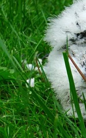 Sokoły wędrowne dostały obrączki 