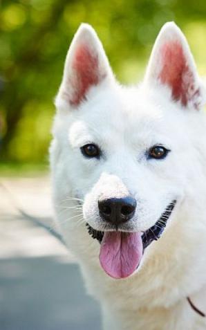 Rekordowy rok warszawskiego schroniska