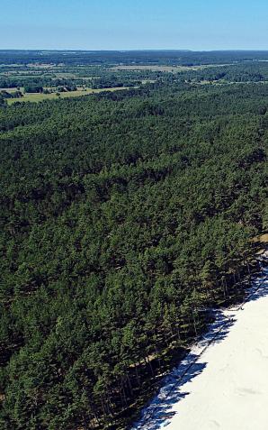 [VIDEO] Urząd Morski w Gdyni po raz drugi poszukuje wolontariuszy do współpracy przy edukowaniu w zakresie ochrony wydm i lasów nadmorskich