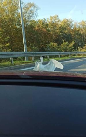 Łabędź wielokrotnie łamał przepisy, został zatrzymany i osadzony w ośrodku rehabilitacyjnym  