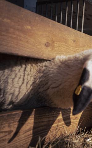 Wiedeńskie owce w roli ambasadorów nowego projektu ekologicznego