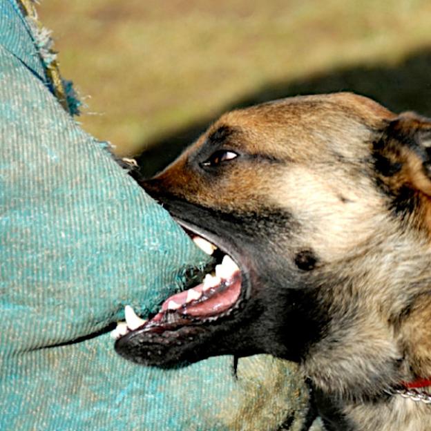 18-latka podczas spaceru nie założyła psu kagańca, a ten zaatakował 10-latkę
