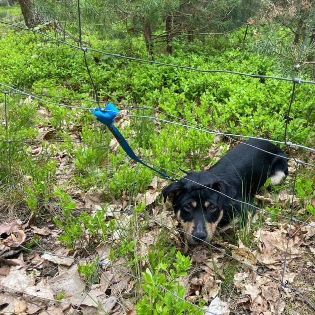 Rozpoznajesz pieska? Policja poszukuje właściciela
