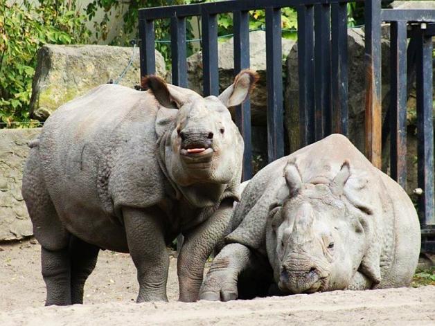 Warszawa: Pożegnanie Bysia