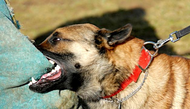 18-latka podczas spaceru nie założyła psu kagańca, a ten zaatakował 10-latkę