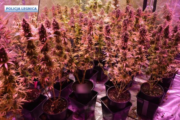[VIDEO] Dolnośląscy policjanci uderzają w przestępczość narkotykową - zlikwidowana plantacja i 3 osoby zatrzymane